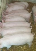 Eladó 10db magyar nagyfehér malacok