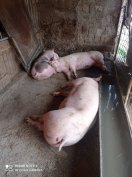 Eladó 110 kilós sertesek