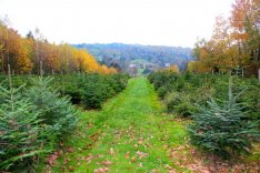 Eladó 1 Ha birtok Zalában saját tóval
