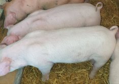 Eladó 1db nőstény malac