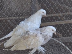 Eladó 2pár fodros galamb.  