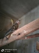 Eladó 3 db Burk papagáj 