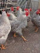 Eladó Amrock Kakasok 1 évesek 