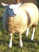 Eladó,Cserélhető extra  Texel és Német Húsmerinó !!!