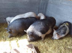Eladó,Cserélhető szép Vietnámi hasas sertés család !!!