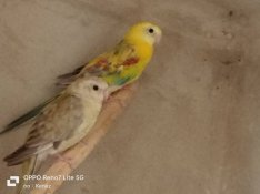 Eladó Énes papagáj pár 