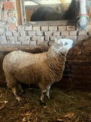 Eladó Kerry Hill kos birka