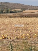 Eladó Mezőgazdasági, Szerencs 4.900.000 Ft