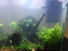 Eladó! Garnéla rákok