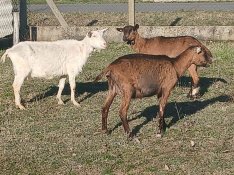 Eladó alpesi és szánentáli kecske jó tejelő állományból. Az állatok mi