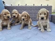 Eladó angol cocker spániel kiskutyát