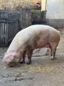 Eladó anya koca Jászszentandráson