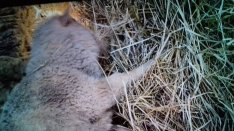 Eladó birkák,kecskék csere lehetséges