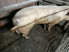 Eladó egy 250kgos hízó vagy csere