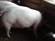 Eladó elő hasu kocák!! Nagy súlyú hízok!!