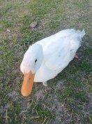 Eladó fehér Magyar Kacsa