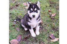 Eladó husky kiskutya