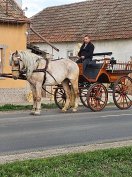 Eladó izabella fakó kanca