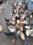 Eladó japán tyúk tojás keltetési célra Berettyóújfaluban. Egészséges,