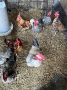 Eladó kakasok!