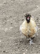 Eladó keverék kakas