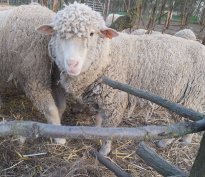 Eladó magyar merinó törzs anya juh