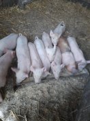 Eladó malacok új helyett keresnek!