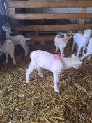 Eladó néhány darab egészséges, választási szánentáli kecske gida Beret