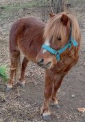 Eladó póni csikó