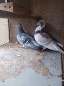 Eladó.posta.galambok