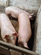 Eladó sertések!