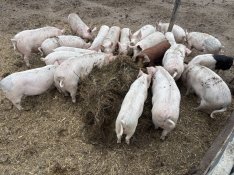 Eladó süldők hízok cserélhetők 