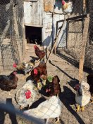 Eladó törpe kakasok