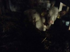 Eladó vagy cserélhető MT üsző borjú