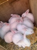 Eladó választási nyulak 