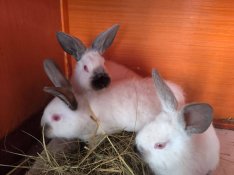 Élő nyuszik eladók