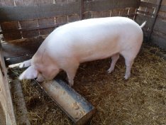 Előhasú koca költözne!