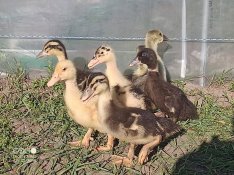 Előnevelt magyar kacsa 