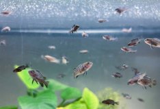 Elongatus Mpanga ivadékok