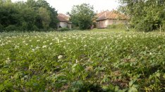 Építési telek eladó Mogyoródon