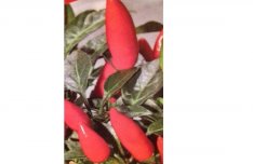 Etna chili paprika (fólia, lugas, kasvirág) Palánta !!!!!