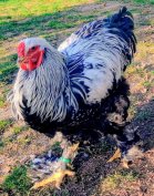 Ezüst Fogoly Brahma Kakas