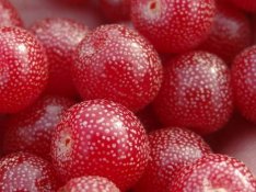 Ezüstcseresznye (Eleagnus umbellata) eladó