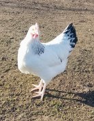 Fehér Sussex Jérce Tyúk