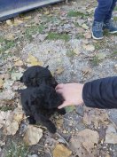 Fekete mudi jellegű kiskutyák