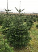 Fenyő, Normand fenyőfa karácsonyfa eladó