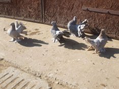 Fiatal Indiai pávagalambok eladók!