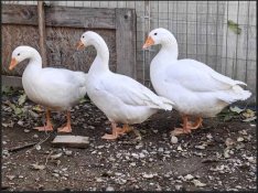 Fiatal gúnár eladó