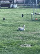 Fodros liba gunár eladó 