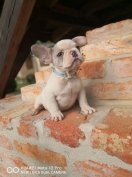 Francia Bulldog kölyök